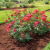 Concord Mulching by Clean Slate Landscape & Property Management, LLC